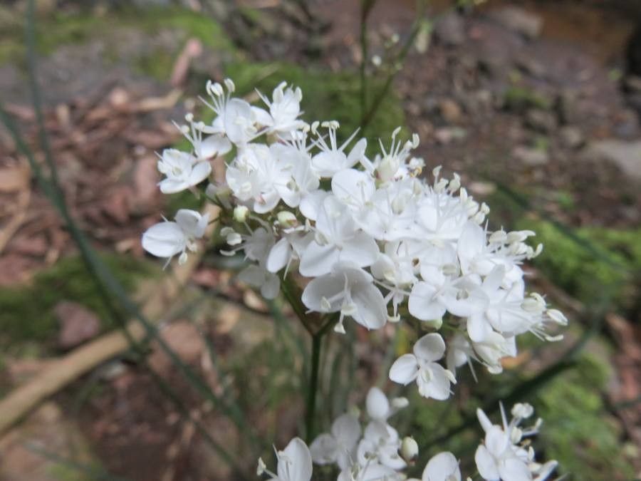 Libertia tricocca flower