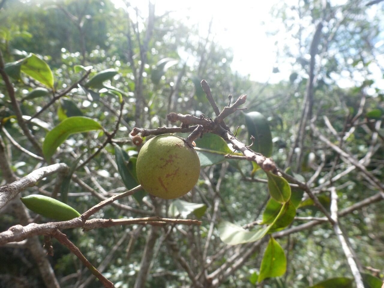 Pouteria eugeniifolia fruit
