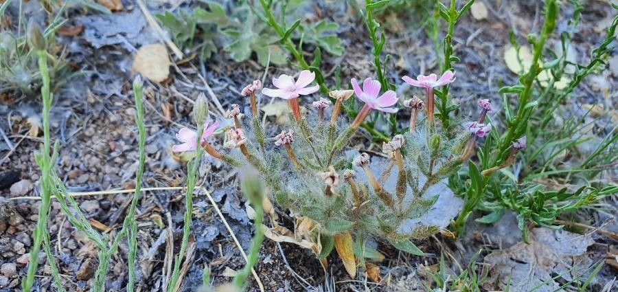 Phlox stansburyi flower