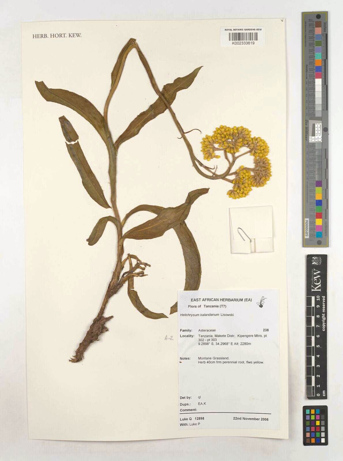 Helichrysum kalandanum — search result for 'Helichrysum'