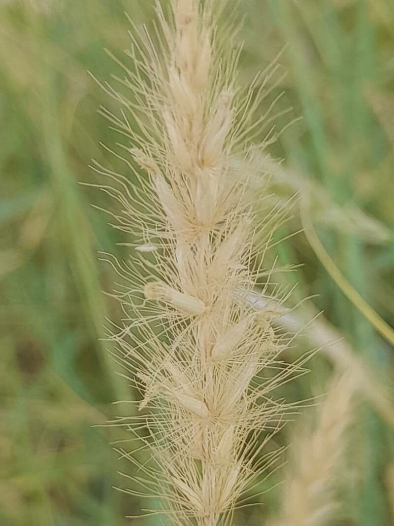 Pennisetum divisum fruit