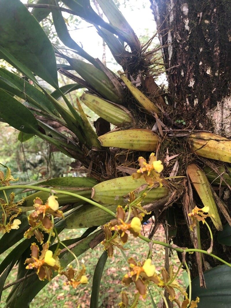 Oncidium stenotis leaf