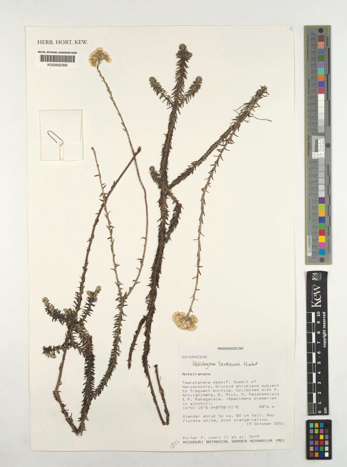 Helichrysum tardieuae — houseplant care guide