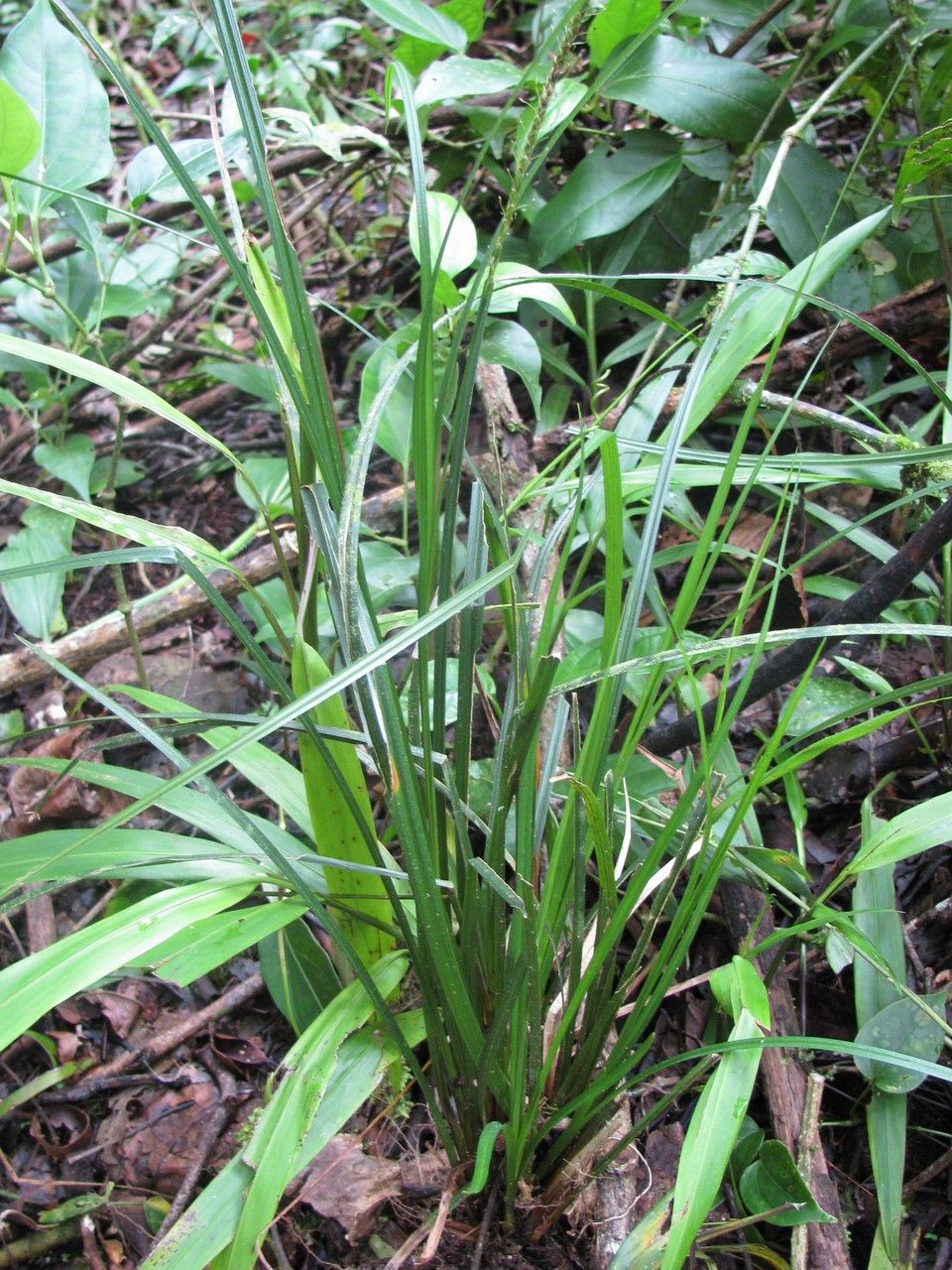 Uncinia hamata habit