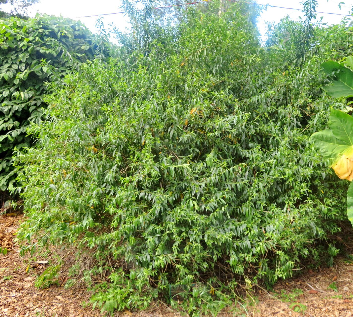Cestrum corymbosum habit