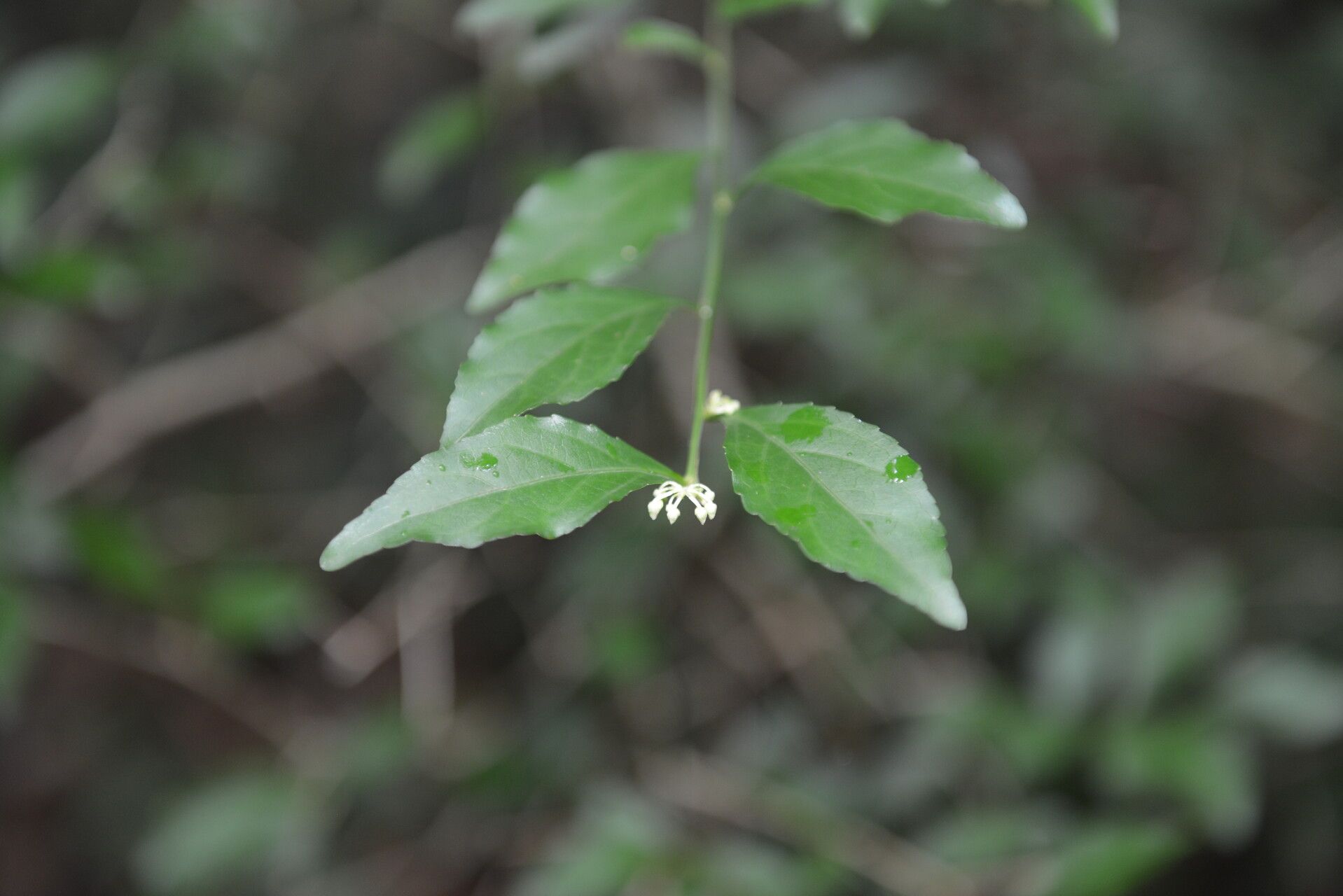 Hybanthus yucatanensis — houseplant care guide