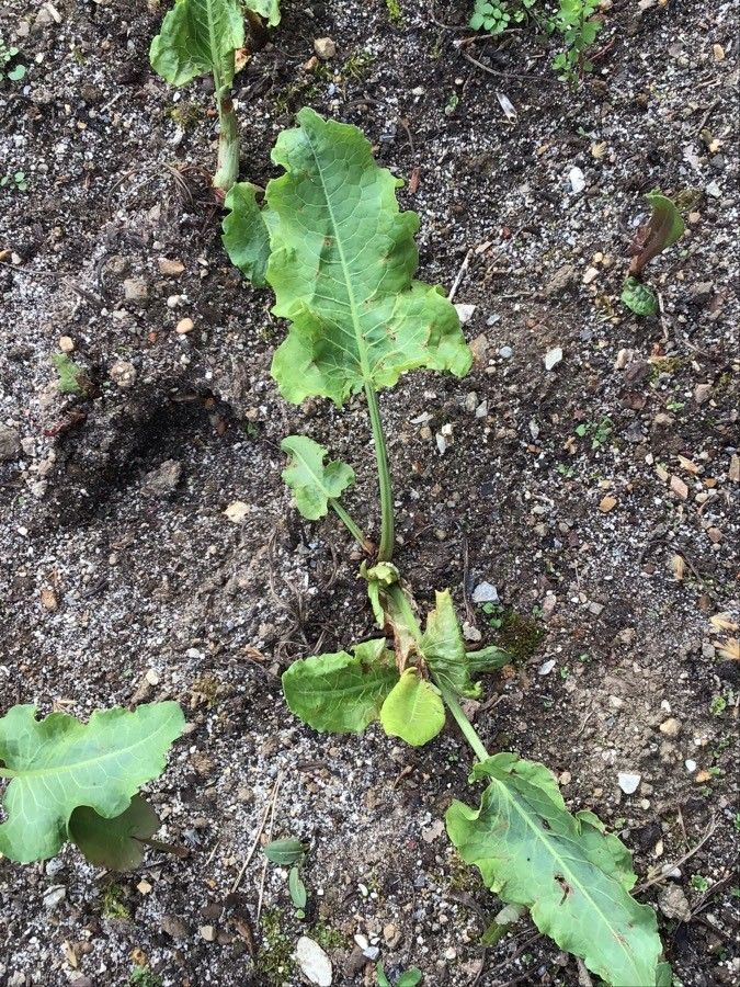 Rumex confertus — search result for 'Polygonaceae'