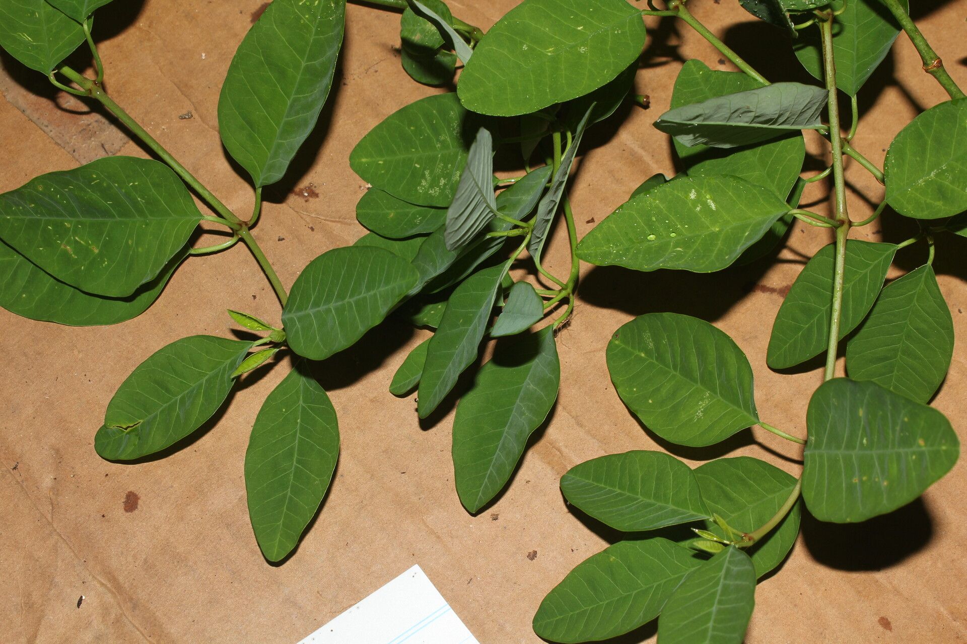 Euphorbia colletioides — houseplant care guide