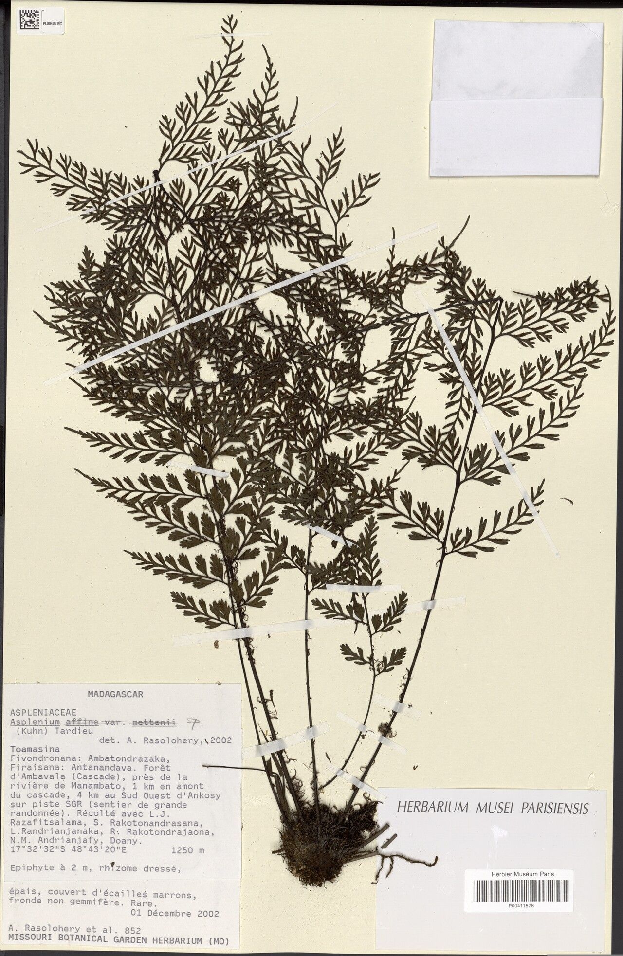 Asplenium pseudoviviparoides — houseplant care guide