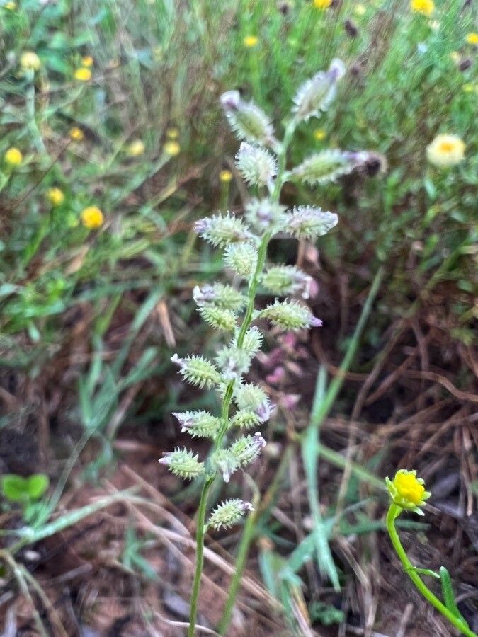 Tragus berteronianus fruit