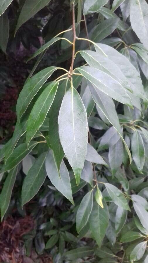 Quercus glauca — search result for 'Fagaceae'