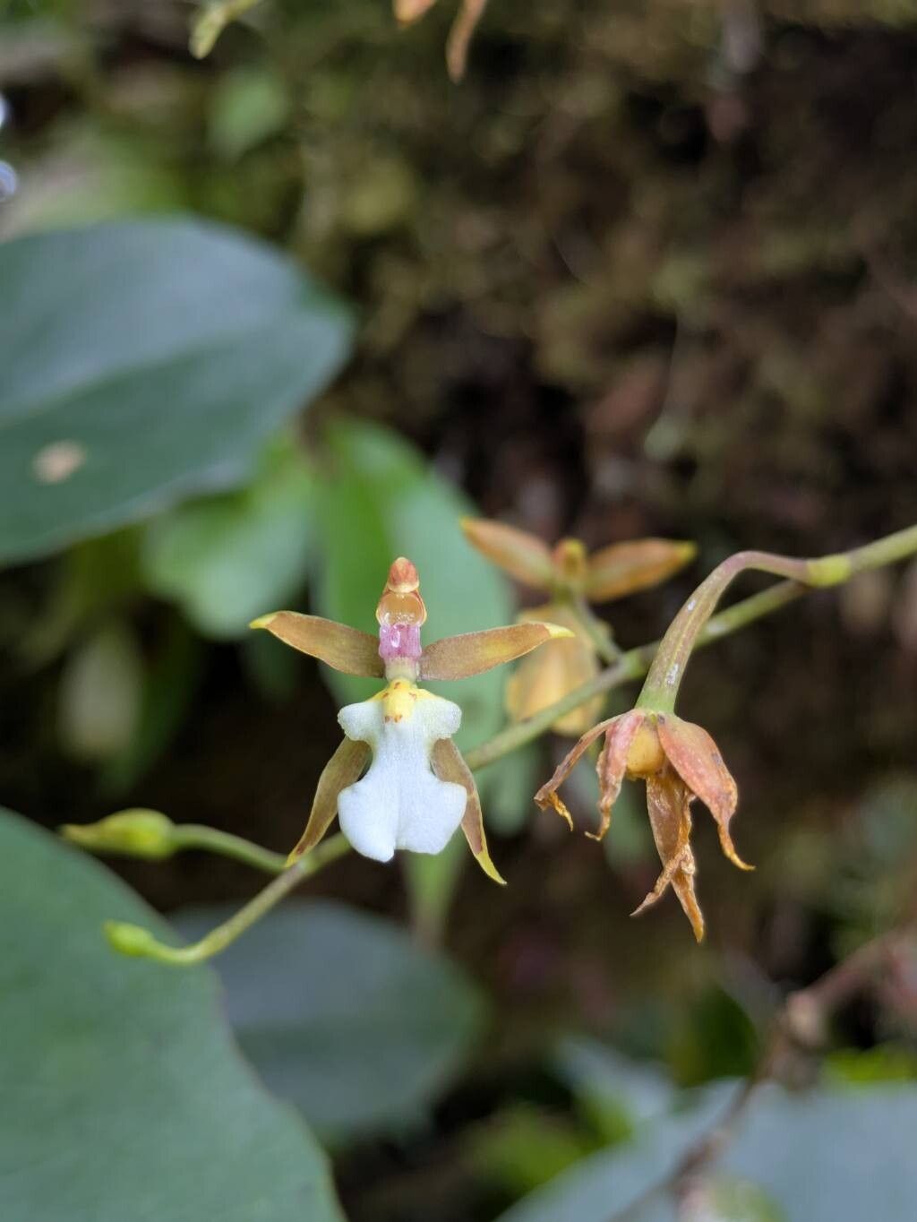 Cyrtochiloides panduriformis — related species from the same genus