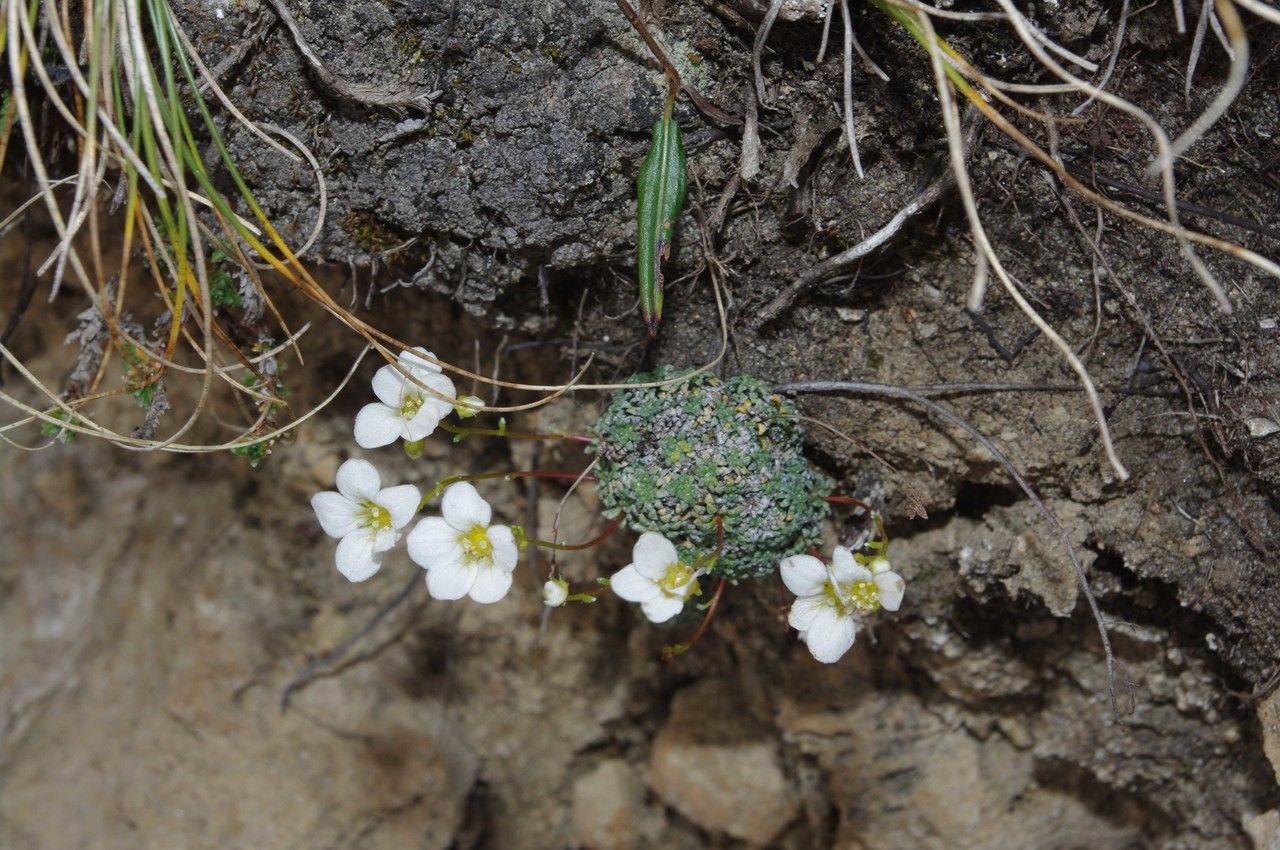 Saxifraga diapensioides habit