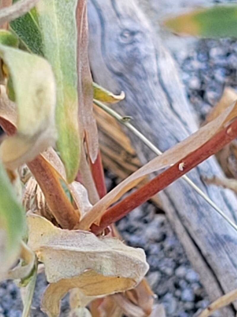 Mentzelia affinis bark