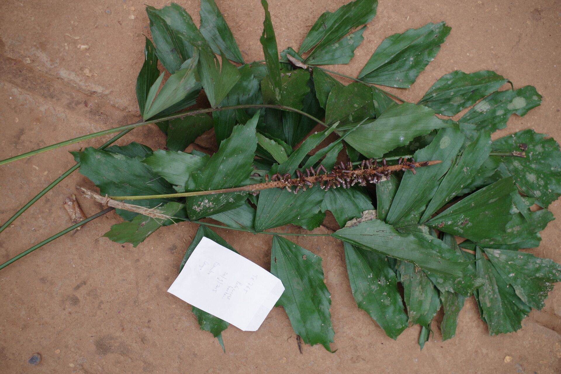 Podococcus barteri — search result for 'Gabon'