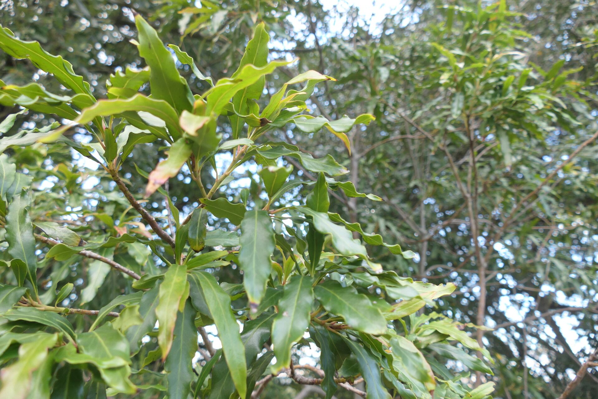 Faurea macnaughtonii — search result for 'Eswatini'