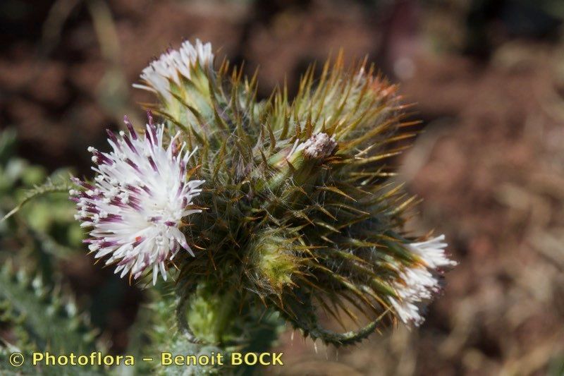 Carduus bourgaei fruit
