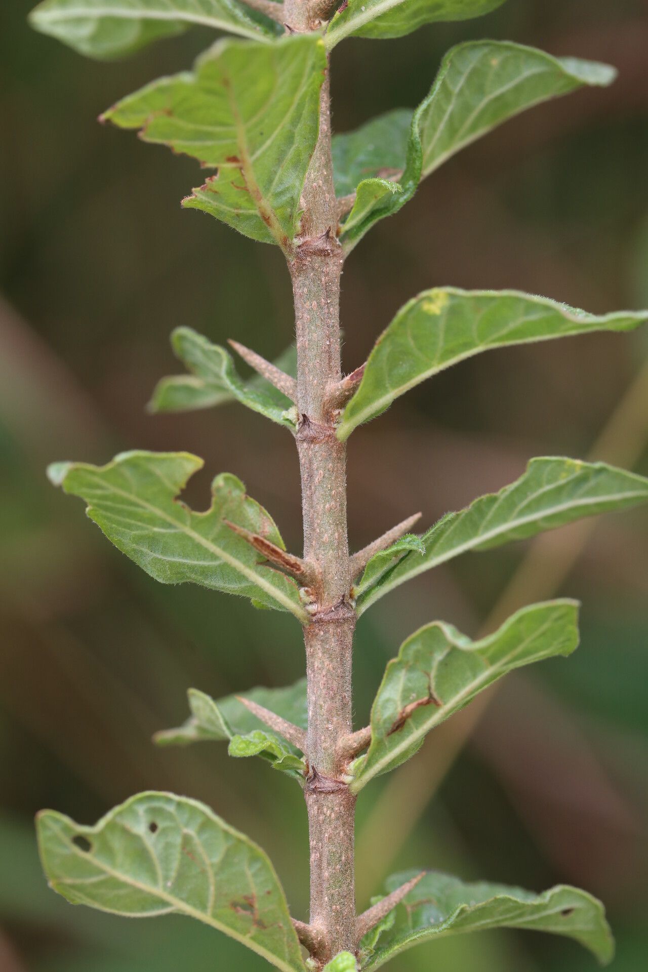 Catunaregam taylorii bark