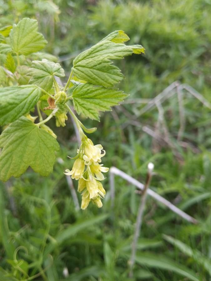 Ribes americanum flower