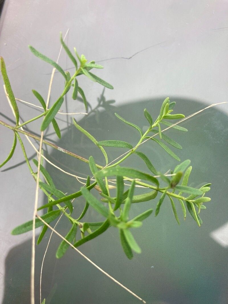 Mentha saturejoides — houseplant care guide