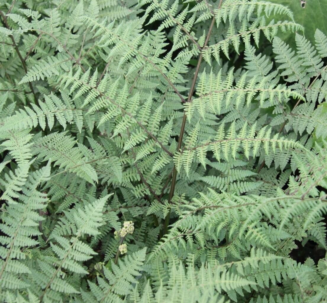 Athyrium badium