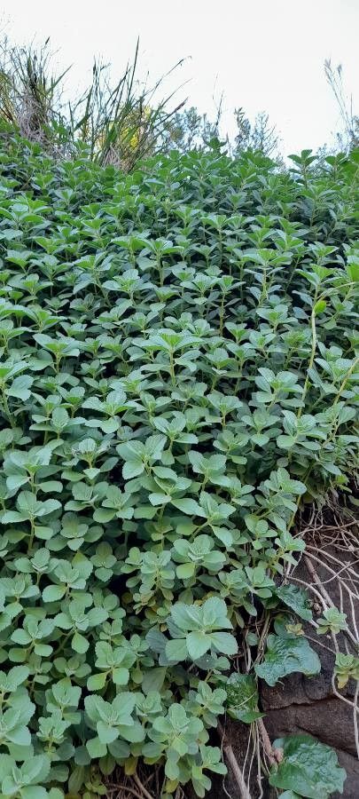 Coleus comosus habit