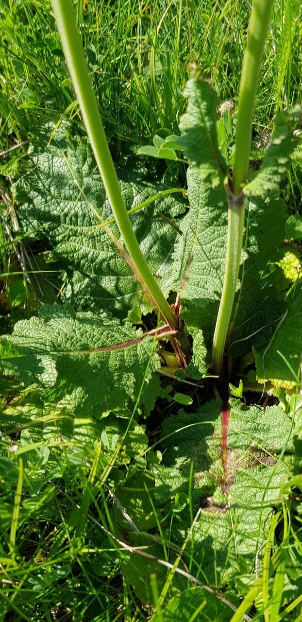 Salvia austriaca leaf