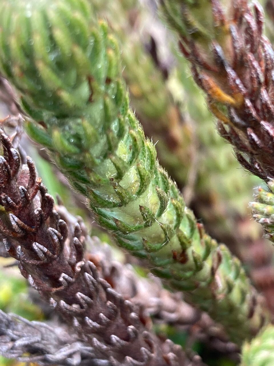 Alchemilla nivalis — houseplant care guide