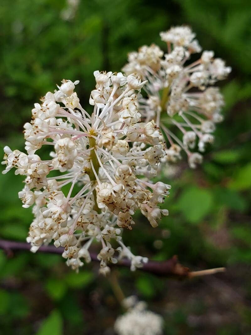 Ceanothus sanguineus flower