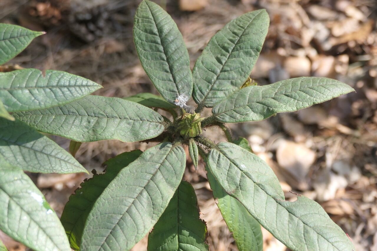 Rhododendron glischrum leaf