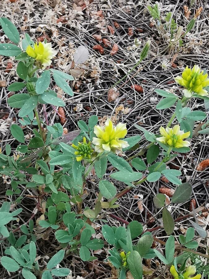 Trifolium campestre
