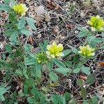 Trifolium campestre