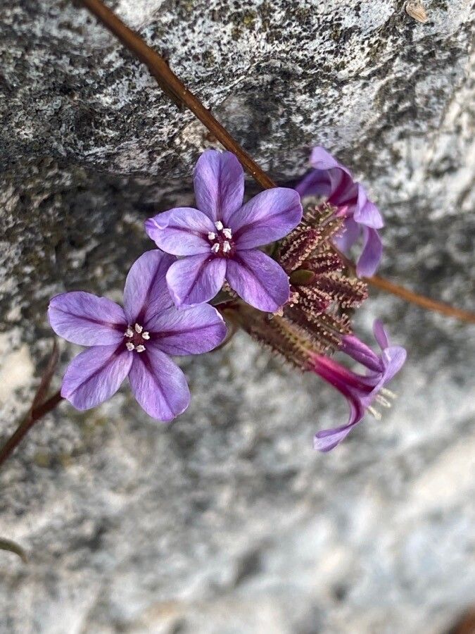 Plumbago europaea flower