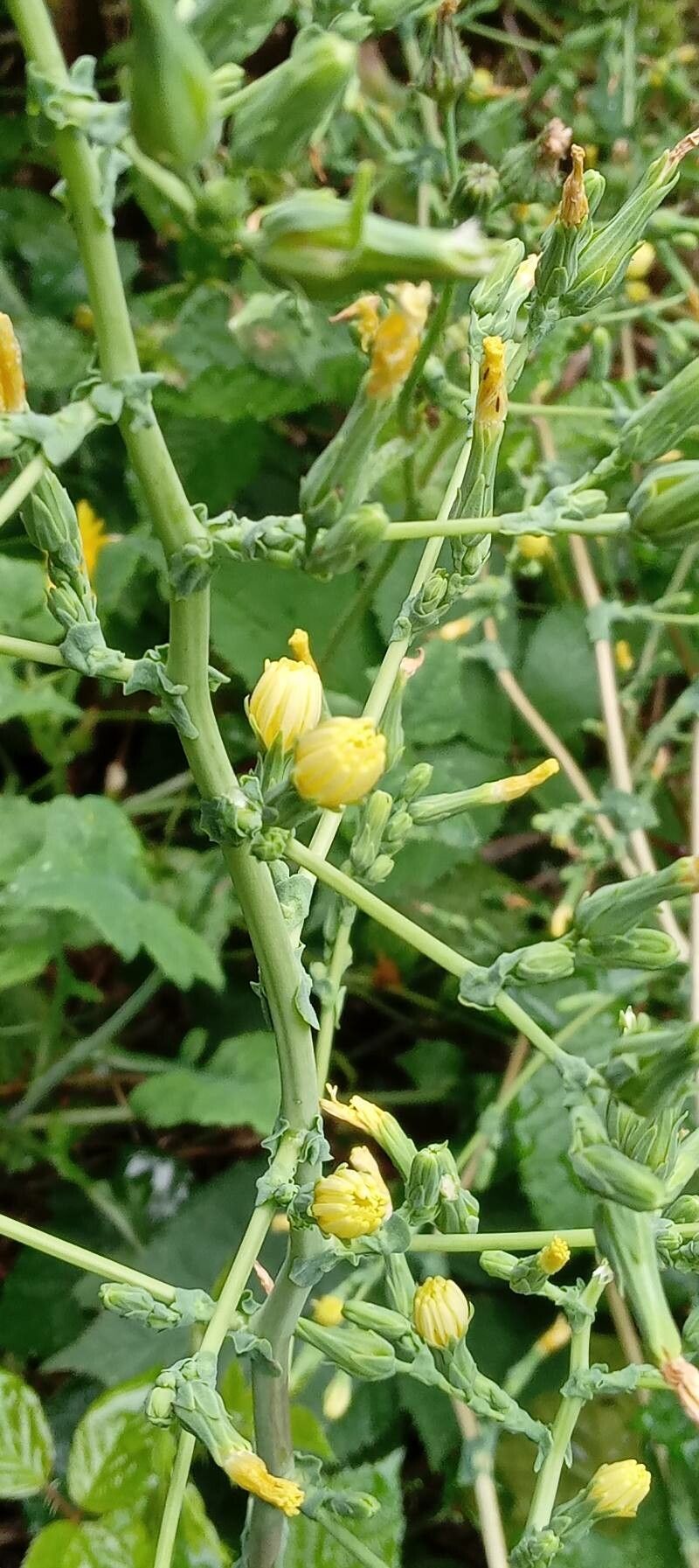 Lactuca quercina flower