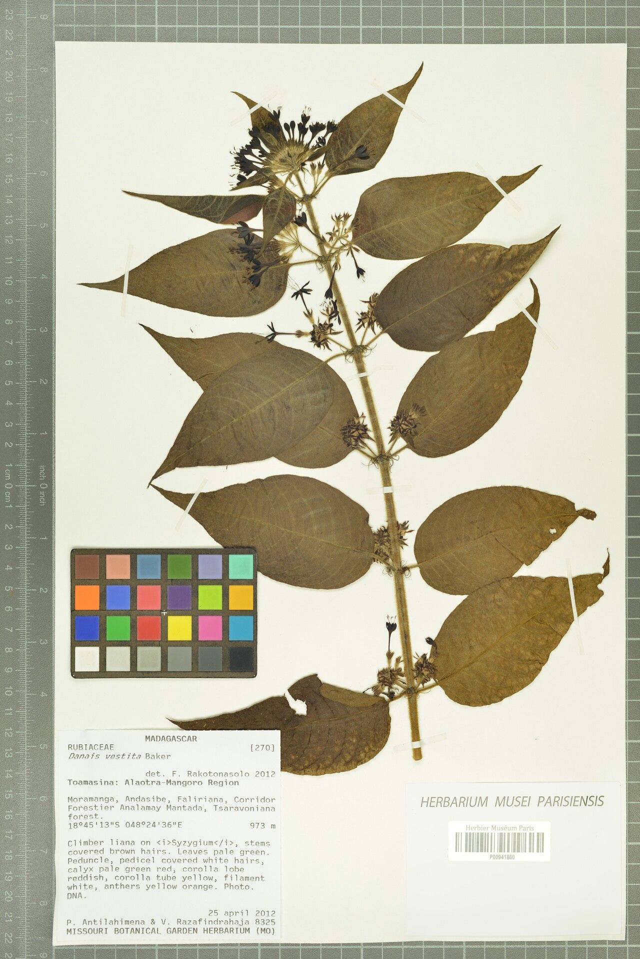 Danais vestita — houseplant care guide