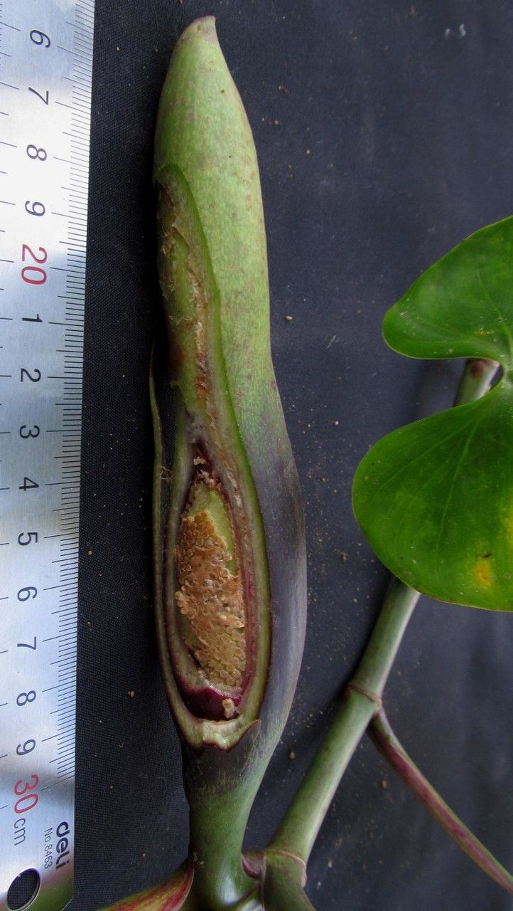 Philodendron purpureoviride fruit