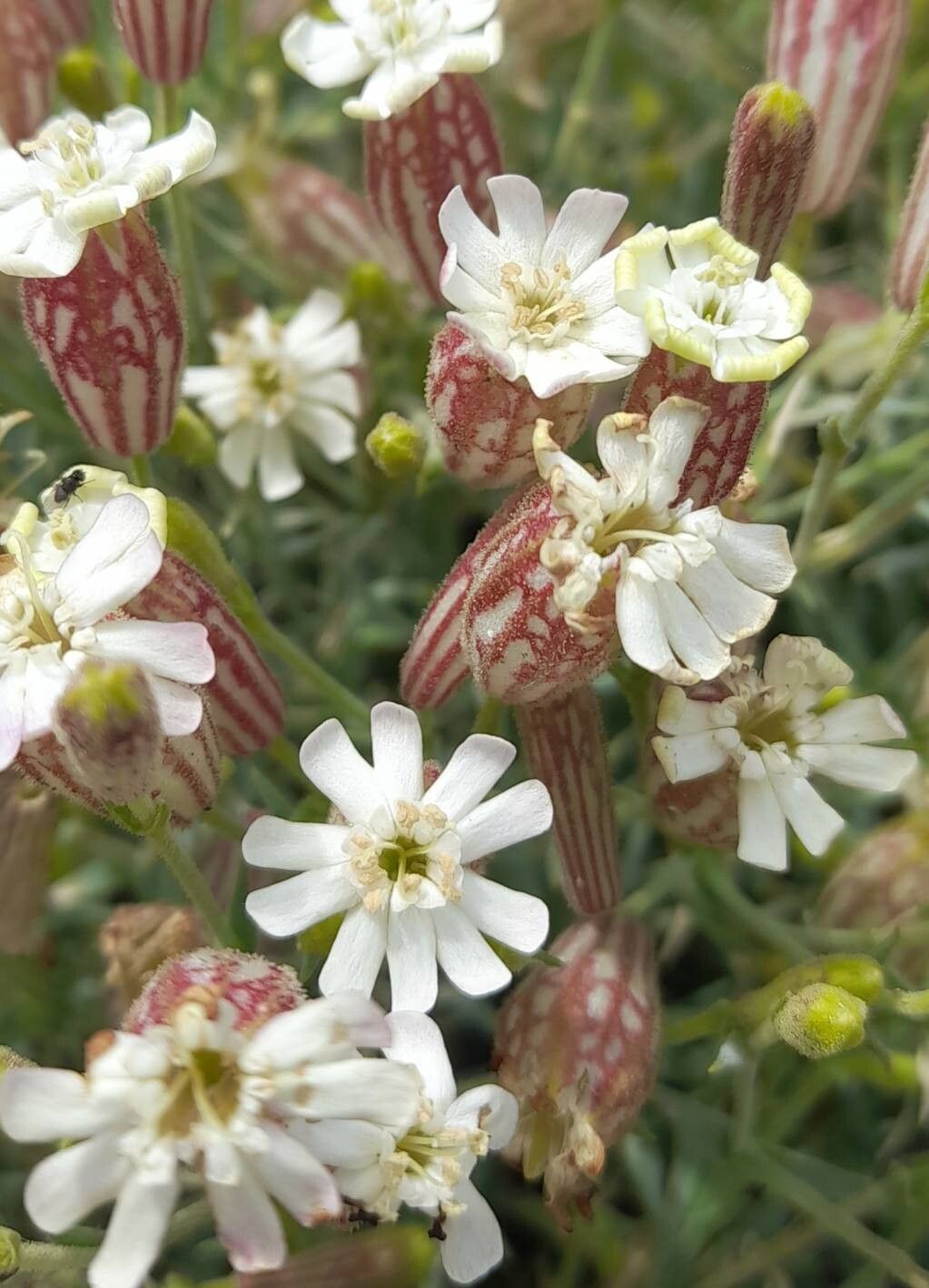 Silene caryophylloides flower