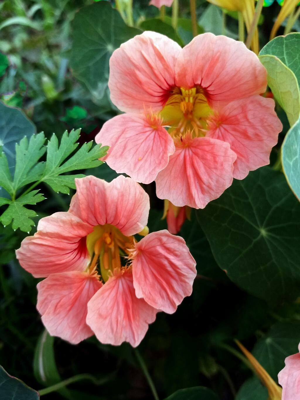 Tropaeolum minus flower