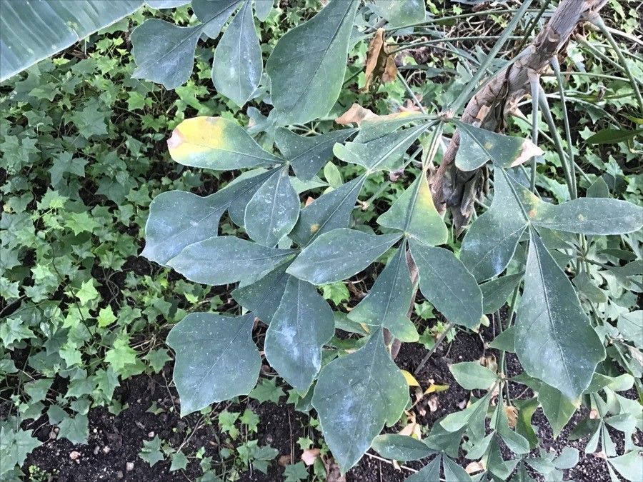 Cussonia zuluensis — search result for 'Cussonia'