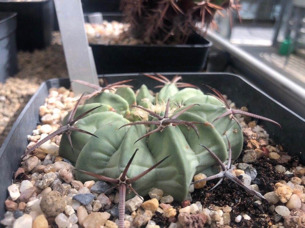 Echinocactus texensis leaf