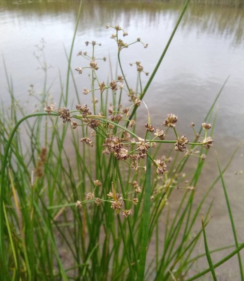 Juncus subnodulosus flower