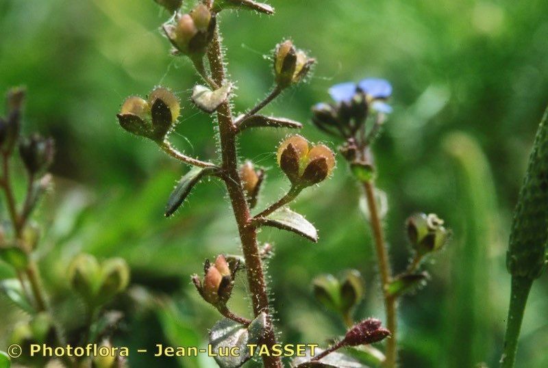 Veronica acinifolia fruit