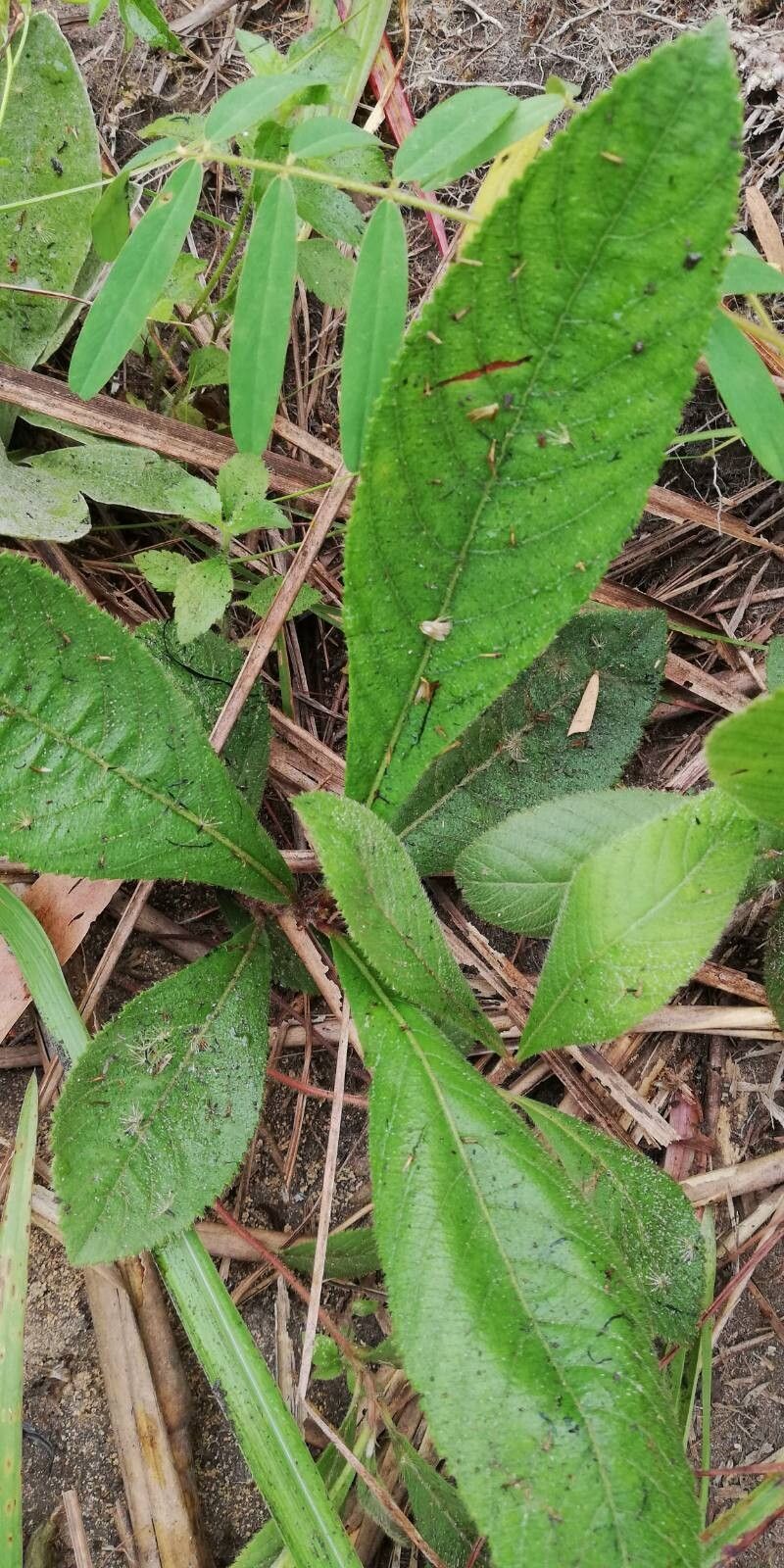 Baccharoides guineensis — houseplant care guide