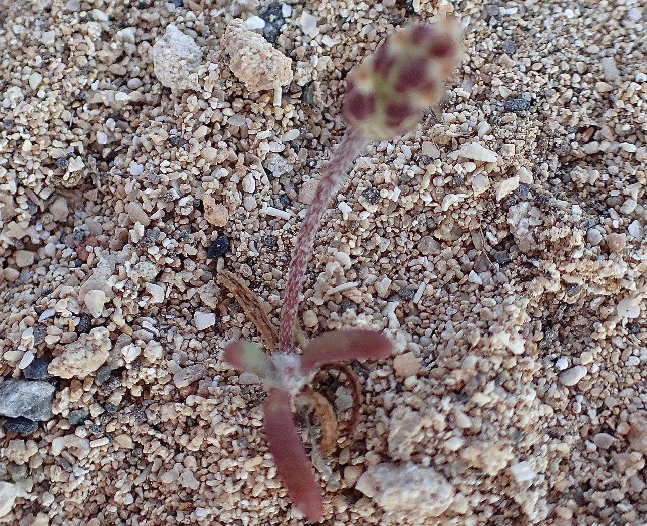 Plantago squarrosa flower