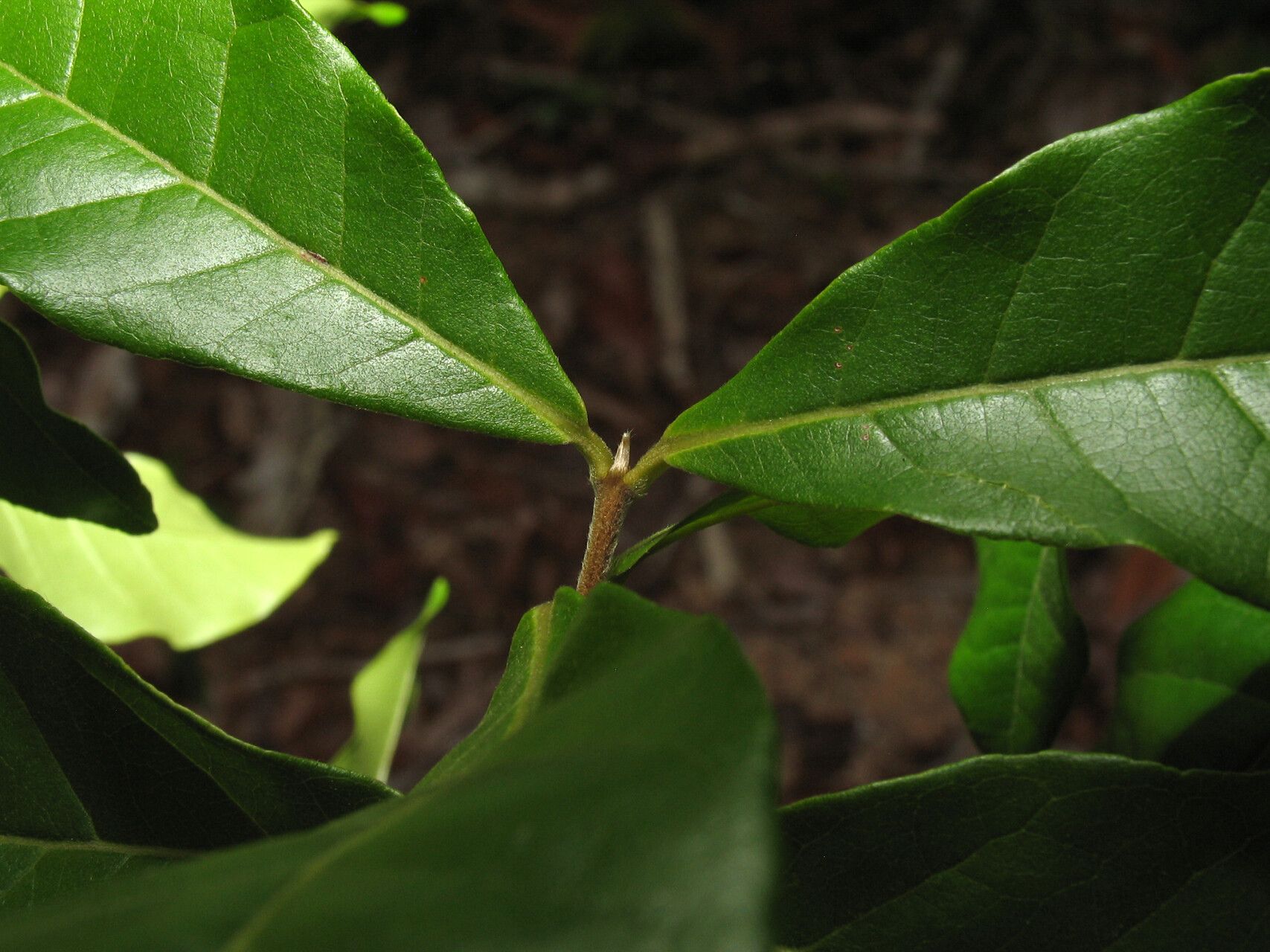 Myrcia tomentosa other