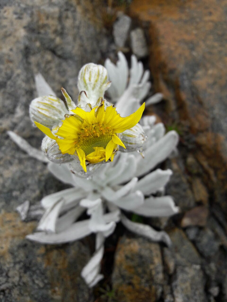 Senecio niveoaureus flower