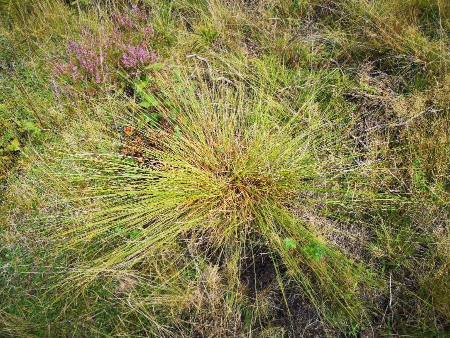 Carex appropinquata habit