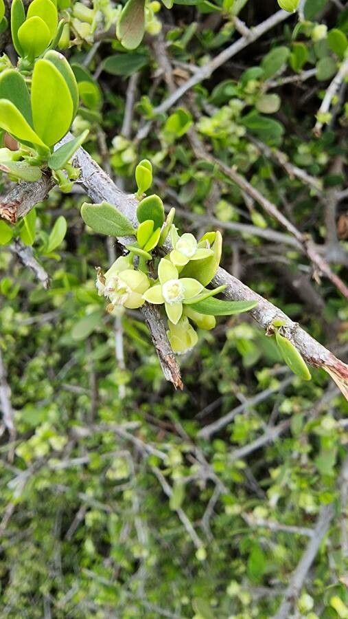 Pyrostria phyllanthoidea flower