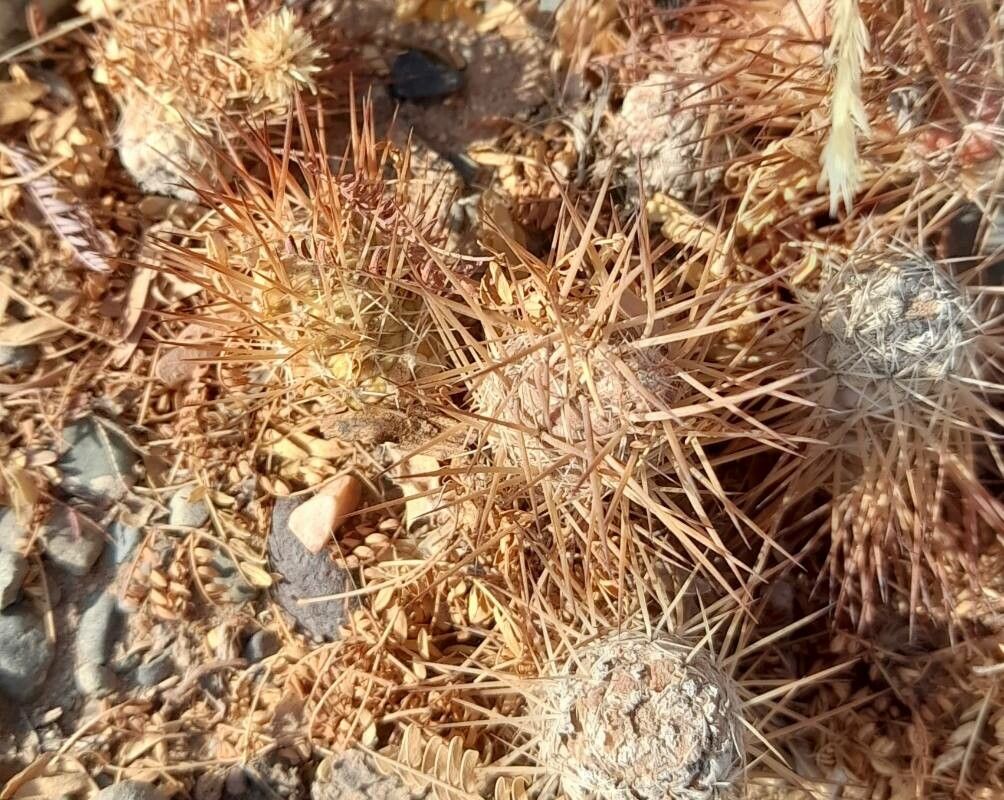 Tephrocactus weberi bark