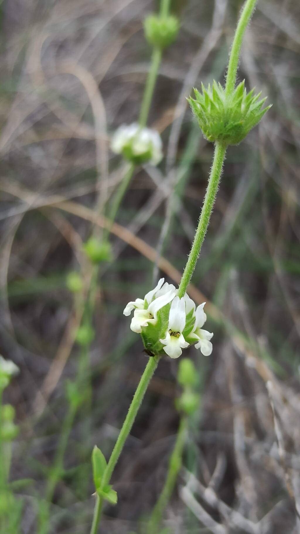 Sideritis pusilla flower